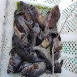 아쿠아좌대 바다낚시조황 > 충남 당진 아쿠아 바다 좌대 낚시터 10월 14일 조황 정보 : 낚시사랑