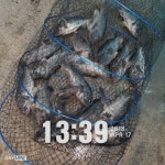 자유로레져 바다낚시조황 > [랍스타낚시][바다낚시] 4월18일 조황정보 : 낚시사랑