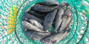 ★소래바다낚시터★ 바다낚시조황 > 인천 [소래바다낚시터], [소래랍스터하우스] 조황정보입니다. : 낚시사랑