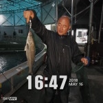 자유로레져 바다낚시조황 > 5월 16일 조황정보입니다 : 낚시사랑