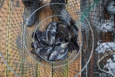 남용호좌대낚시 바다낚시조황 > [남용호] 5월 18~19일 좌대조황 소식 : 낚시사랑