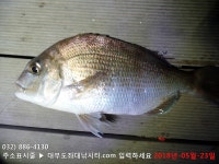 대부도바다낚시터 바다낚시조황 > [랍스타 물고기낚시터] 대부도수상바다좌대낚시터 2018년 5월 23일 수요일 랍스타 능성어 참돔 돗돔등 조황 ..