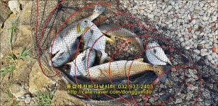 동검지기 바다낚시조황 > 동검레저바다낚시터 8월 5일 조황정보 : 낚시사랑