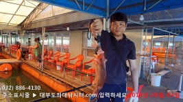 대부도바다낚시터 바다낚시조황 > [랍스타낚시터] 대부도수상바다좌대낚시터 2018년 9월 4일 화요일 랍스타 능성어 홍돔 병어돔등 조황 : 낚..
