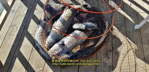 동검지기 바다낚시조황 > 동검레저바다낚시터 9월 5일 조황정보 : 낚시사랑