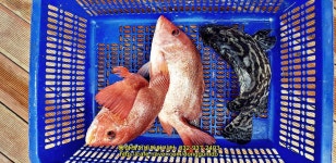 동검지기 바다낚시조황 > 동검레저바다낚시터 9월 18일 조황정보 : 낚시사랑