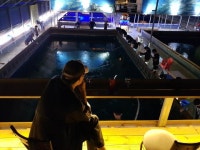 연곡바다하우스 바다낚시조황 > 연곡바다낚시터(랍스터,바닷고기,민물장어) : 낚시사랑