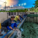 중해바다 바다낚시조황 > 낚시터 충북(옥천) : 낚시사랑