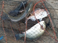 황산초지 바다낚시터 바다낚시조황 > 황산 초지 바다낚시터 11월3일조황정보 : 낚시사랑