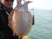 인천가자호 바다낚시조황 > 11월 10일 가자호 인천연안부두 쭈갑 조항정보입니다 : 낚시사랑