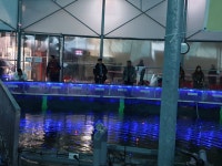 자유로레져 바다낚시조황 > 파주 자유로 낚시터~ 헉! 10kg급 대방어! 세상에 이런일이! : 낚시사랑