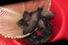 자유로레져 바다낚시조황 > 파주 바다낚시터..2호지가 24시간제로 운영됩니다~!! : 낚시사랑