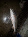 황초사계절 바다낚시조황 > 황산초지 사계절바다낚시터 이벤트 및 2월9일조황 : 낚시사랑