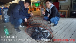 대부도바다낚시터 바다낚시조황 > [랍스타낚시터] 대부도수상바다좌대낚시터 2019년 3월 15일 금요일 랍스타 우럭 조황 : 낚시사랑