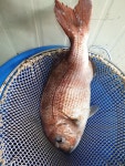 중해바다 바다낚시조황 > 민물대물장어낚시개장 : 낚시사랑