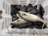 아쿠아좌대 바다낚시조황 > 당진 4월 20일조황 : 낚시사랑