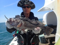 욤신호 바다낚시조황 > 5월28일(장고항용신호)5짜4짜우럭조황 : 낚시사랑