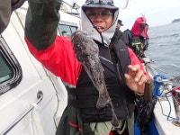 욤신호 바다낚시조황 > 5월28일(장고항용신호)5짜4짜우럭조황 : 낚시사랑