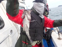 욤신호 바다낚시조황 > 5월28일(장고항용신호)5짜4짜우럭조황 : 낚시사랑