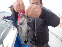 욤신호 바다낚시조황 > 5월28일(장고항용신호)5짜4짜우럭조황 : 낚시사랑