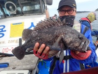 욤신호 바다낚시조황 > 5월28일(장고항용신호)5짜4짜우럭조황 : 낚시사랑