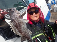 욤신호 바다낚시조황 > 5월28일(장고항용신호)5짜4짜우럭조황 : 낚시사랑