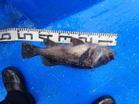 욤신호 바다낚시조황 > 5월28일(장고항용신호)5짜4짜우럭조황 : 낚시사랑