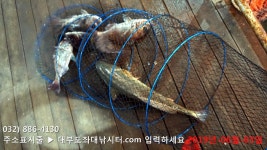 대부도바다낚시터 바다낚시조황 > 대부도수상바다좌대낚시터 2019년 6월 3일 월요일 돌돔 돗돔 참돔 다금바리등 조황 및 수요일부터... 