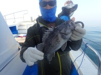 욤신호 바다낚시조황 > 6월13일(장고항용신호)6짜5짜 우럭조황 : 낚시사랑