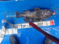 욤신호 바다낚시조황 > 6월13일(장고항용신호)6짜5짜 우럭조황 : 낚시사랑