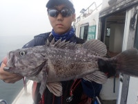 욤신호 바다낚시조황 > 6월26일(장고항용신호)5짜4짜우럭조황 : 낚시사랑