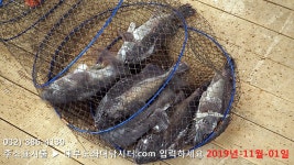 대부도바다낚시터 바다낚시조황 > 대부도수상바다좌대낚시터 2019년 11월 1일 금요일 우럭 농어등 조황 및 우럭대축제 : 낚시사랑