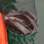 아쿠아좌대 바다낚시조황 > 당진11월2일조황 : 낚시사랑