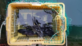 도비도바람 바다낚시조황 > 11/23 도비도 부흥호좌대 조황 : 낚시사랑