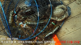 대부도바다낚시터 바다낚시조황 > 랍스터낚시터 대부도수상바다좌대낚시터 2019년 11월 25일 월요일 랍스터 자연산돌문어 우럭 농어등 조황 :..