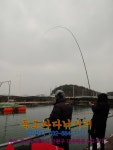 독도바다낚시터 바다낚시조황 > 2020년 1월 1일 독도 바다좌대 대박조황 랍스타+(활어) : 낚시사랑