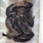 아쿠아좌대 바다낚시조황 > 당진1월26일조황 : 낚시사랑