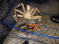 황초사계절 바다낚시조황 > [황산초지 사계절 바다낚시터] 1월26일 조황정보 : 낚시사랑