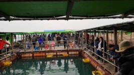 도비도바람 바다낚시조황 > 2/1 도비도 부흥호좌대 조황 : 낚시사랑