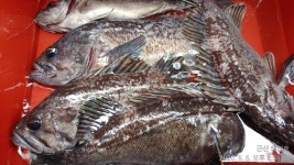 새만금낚시 바다낚시조황 > 5/5 군산 시간배 !! 오후반 조황! - 해신호- : 낚시사랑