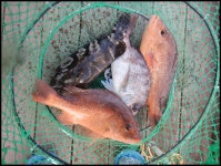 독도바다낚시터 바다낚시조황 > 7월17일노지조황 : 낚시사랑