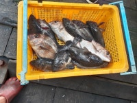 도비도와따 바다낚시조황 > 8월 10일 당진 도비도항 와따좌대!실시간조황!! : 낚시사랑