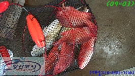 [황산초지 사계절 바다낚시터] 9월3일 조황정보 : 낚시사랑  황초사계절 바다낚시조황 > [황산초지 사계절 바다낚시터] 9월3일 조황정보 : 낚시사랑