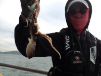 영흥도영진호 바다낚시조황 > 9월23일(수) 영흥도 영진호 쭈꾸미 조황입니다. : 낚시사랑