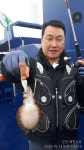 군산새만금낚시 바다낚시조황 > 10월14일(수) 군산쭈꾸미배낚시 조황!!! - 레전드호- : 낚시사랑