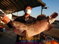  정성바다낚시터 바다낚시조황 >  10월 17일(토) 조황 : 낚시사랑