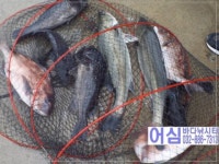  정성바다낚시터 바다낚시조황 >  11월 17일(화) 조황 : 낚시사랑