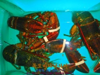 독도바다낚시터 바다낚시조황 > 12월15일미니호지조항 : 낚시사랑