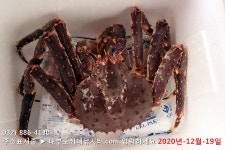 대부도바다낚시터 바다낚시조황 > 랍스터낚시터 대부도수상바다좌대낚시터 2020년 12월 19일 토요일 랍스터 우럭 조황 : 낚시사랑