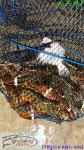 황초사계절 바다낚시조황 > [황산초지 사계절 바다낚시터] 12월 26일 조황정보 : 낚시사랑